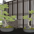 Multiple Bonsai Trees In Ceramic Pots With Decorative Stones And Wooden Screen Background
