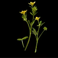 Plant with Yellow Small Flowers and Green Leaves on Black Background