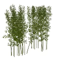 Lush Green Bamboo Grove With Tall Slender Stems And Fresh Foliage Growing In Natural Cluster