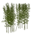 Bamboo Landscape Bamboo Luohan Bamboo Xiangfei Bamboo Courtyard Bamboo Garden Forest Bamboo 3d model