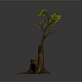 Tree with Green Leaves and Brown Trunk Beside Tree Stump with Roots
