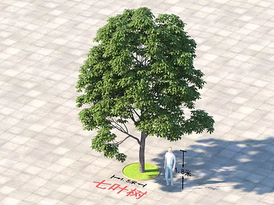 Chinese Horse Chestnut Arbor With Green Leaves Trunk On Square Paved Lawn Ground 3d model