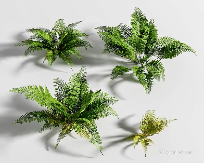 Fresh Green Ferns In Different Sizes As Decorative House Plants With Lush Foliage 3d model 