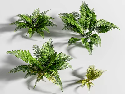 Fresh Green Ferns In Different Sizes As Decorative House Plants With Lush Foliage 3d model