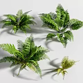Fresh Green Ferns In Different Sizes As Decorative House Plants With Lush Foliage