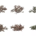 Various Types Of Garden Shrubs With Green And Brown Foliage For Landscaping