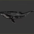 Highly Realistic Detailed 3D Rendered Whale Model on Smooth Gray Background 3d model