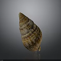Natural Seashell With Orange Brown Stripes On Gray Reflective Background