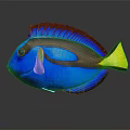 Colorful Tropical Fish With Blue Body Yellow Tail Brown Stripe And Green Accents