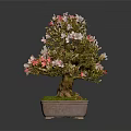 Bonsai Tree With Pink And Red Flowers In Square Brown Pot And Green Moss