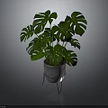 Monstera Plant with Large Green Leaves in Concrete Pot on Metal Stand
