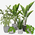 Various Potted Green Plants With Lush Foliage In Ceramic And Concrete Planters