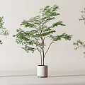 Various Style Green Bonsai Potted Plants in White Ceramic Pots for Indoor Decor
