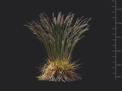Tall Garden Ornamental Grass with Feathery Plumes Green Golden Leaves and Height Mark 3d model