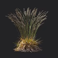 Tall Garden Ornamental Grass with Feathery Plumes Green Golden Leaves and Height Mark