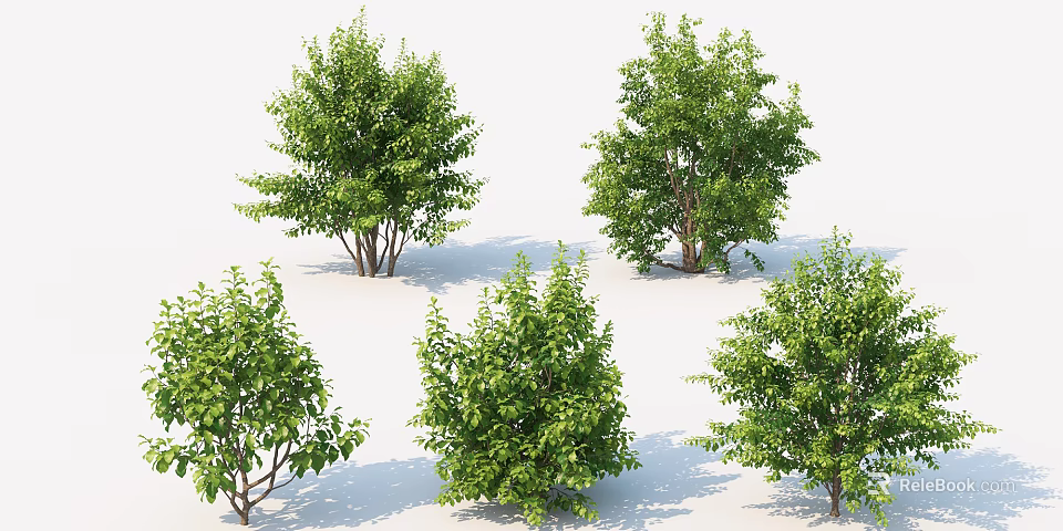 Different Green Leafy Trees With Lush Foliage And Natural Trunk Shapes 3d model 