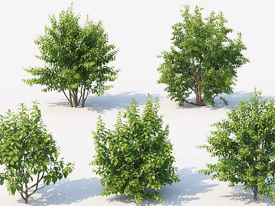 Different Green Leafy Trees With Lush Foliage And Natural Trunk Shapes 3d model