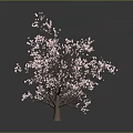 Cherry Blossom Tree With Pink Flowers On Dark Background And Reflections
