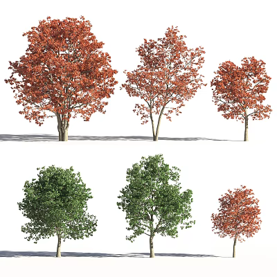 Colorful Arbor Trees Showcasing Red And Green Foliage In Landscape Varieties 3d model