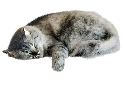 Fluffy Gray Cat Sleeping In Curled Posture 3d model