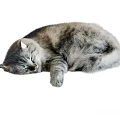 Fluffy Gray Cat Sleeping In Curled Posture 3d model