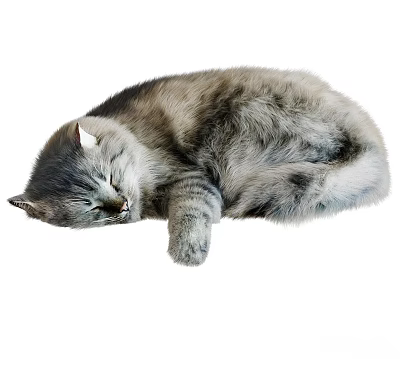 Fluffy Gray Cat Sleeping In Curled Posture 3d model
