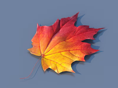 Vibrant Autumn Maple Leaf With Red And Yellow Gradient On Grey Background 3d model