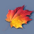 Vibrant Autumn Maple Leaf With Red And Yellow Gradient On Grey Background 3d model