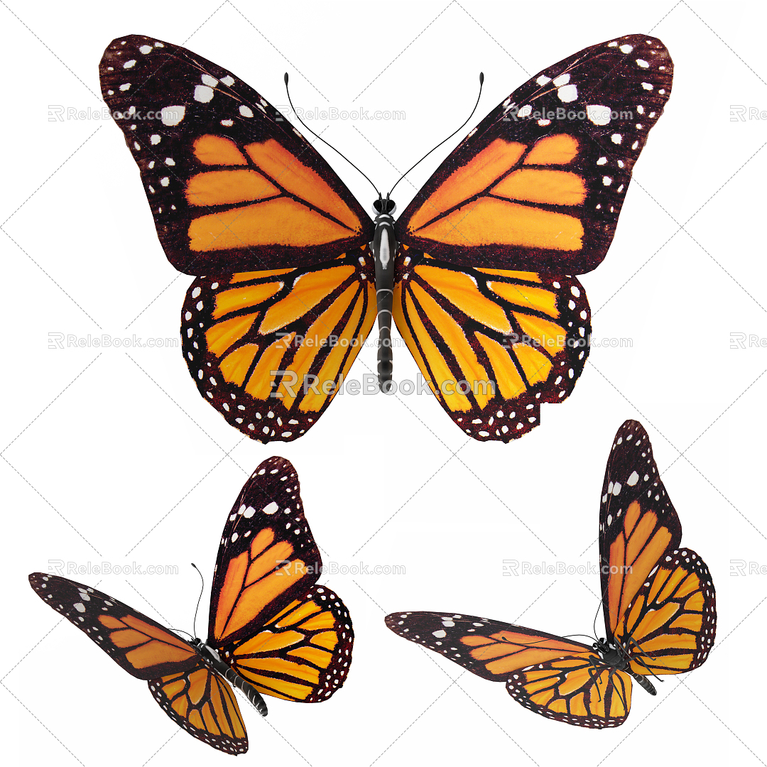 Modern Butterfly Specimen Butterfly 3d model