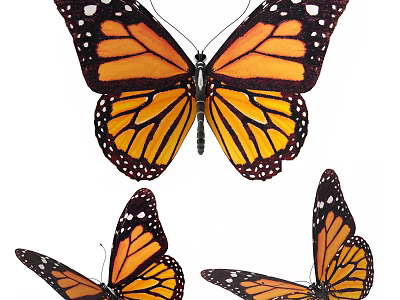 Vibrant Monarch Butterflies With Orange Black Wings And Intricate White Spot Patterns 3d model