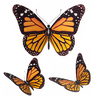 Vibrant Monarch Butterflies With Orange Black Wings And Intricate White Spot Patterns 3d model
