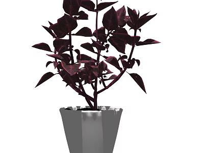 Bonsai Potted Plant With Purple Red Leaves In Gray Cone Shaped Pot 3d model