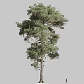 long white pine conifer Pinus sylvestris European red pine Scots pine 3d model