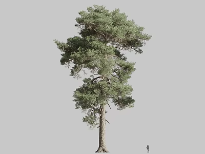 Tall Green Pine Tree Arbor with Dense Foliage against Gray Background and Small Human Figure 3d model