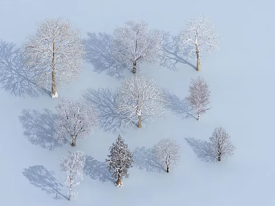 Snow Covered Arbor Trees with Long Shadows on Winter Snowy Ground 3d model