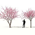 Beautiful Flowering Shrubs With Pink Blossoms And Person Standing Between Them