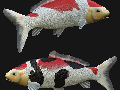 Vibrant Koi Fish With Red White And Black Color Patterns Swimming Gracefully 3d model