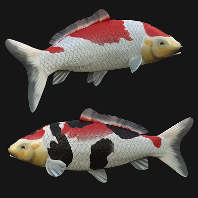 Vibrant Koi Fish With Red White And Black Color Patterns Swimming Gracefully 3d model