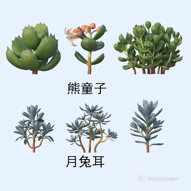 Adorable Bear's Paw and Rabbit Ear Succulent Plants with Thick Fleshy Leaves 3d model 