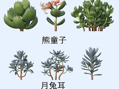 Adorable Bear's Paw and Rabbit Ear Succulent Plants with Thick Fleshy Leaves 3d model