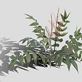 Healthy Green Plants Showcasing Diverse Leaf Shapes Slender Stems And Deep Green Foliage
