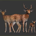 Three Spotted Deer Including Adult With Antlers And Fawn On Dark Background