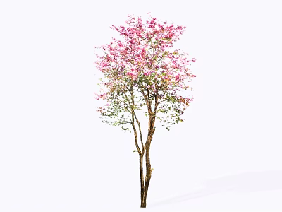 Beautiful Blooming Arbor with Pink Flowers Green Leaves and Brown Trunk 3d model