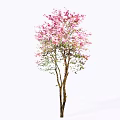 Beautiful Blooming Arbor with Pink Flowers Green Leaves and Brown Trunk