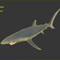 Blue Shark With Shiny Body Swimming In Dark Background With Reflection