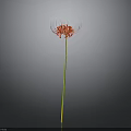 Red Spider Lily Plant With Long Yellow Stem Against Gray Background