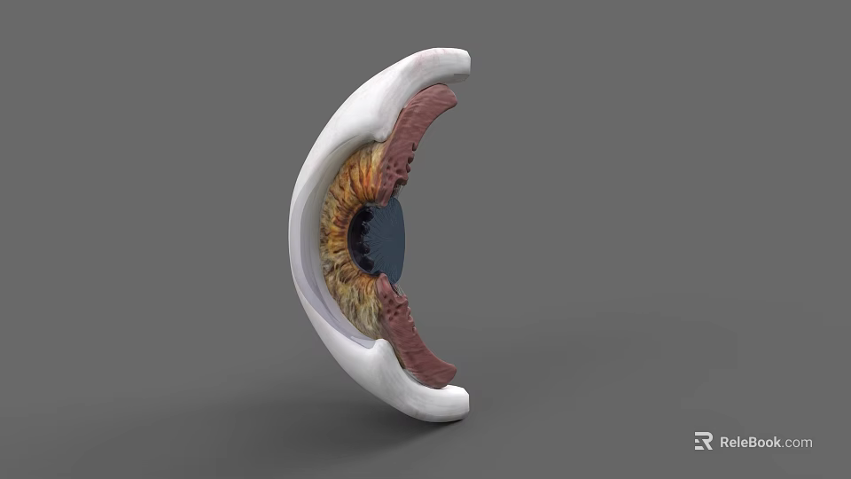 3D Rendered Human Eye Anatomical Structure Showing Cross Section With Iris Pupil And Retina Details 3d model 