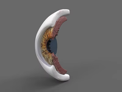 3D Rendered Human Eye Anatomical Structure Showing Cross Section With Iris Pupil And Retina Details 3d model