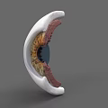 3D Rendered Human Eye Anatomical Structure Showing Cross Section With Iris Pupil And Retina Details