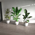 Various Green Potted Plants in White Pots on Wooden Floor with Natural Light
